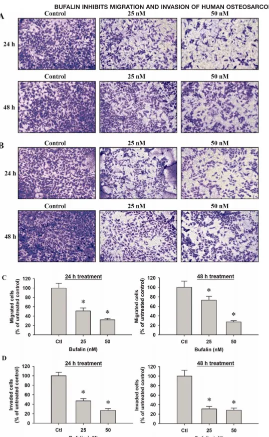 Fig. 3. Bufalin inﬂuenced migration and invasion of U-2 OS cells in vitro. Cells were treated with 0, 25, and 50 nM of bufalin for 24 and 48 h