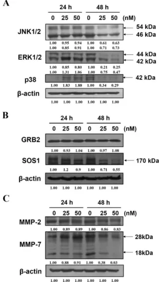Fig. 5. Bufalin affected on the protein levels associated with migration and invasion in U-2 OS cells