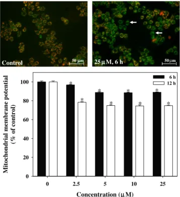 Fig. 6. Effect of decyl caffeate on protein expressions of p53, Fas, FasL, AIF, Apaf-1, FLIP, Bcl-2, Bax, Bad, caspase-12, caspase-9, caspase-3, and PARP in COLO 205 cells.