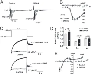 Fig. 4. CAPON interacts with NOS1, but not NOS3, in ventricular myocytes.