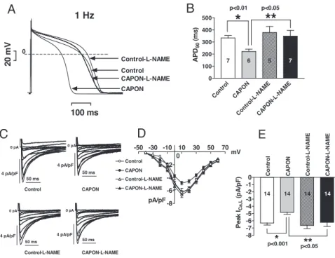 Fig. 7. L -NAME reverses CAPON overexpression- overexpression-mediated APD abbreviation and I Ca,L reduction