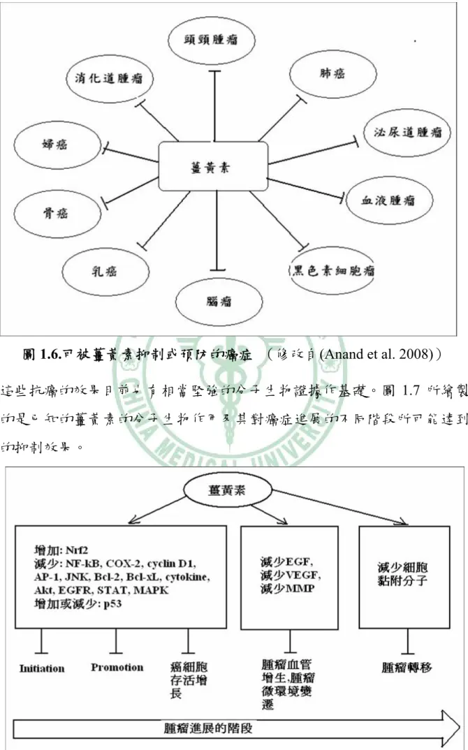 圖 1.6.可被薑黃素抑制或預防的癌症  （修改自(Anand et al. 2008)） 