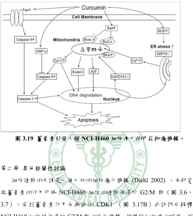 圖 3.19  薑黃素引發人類 NCI-H460 細胞凋亡的可能抑癌機轉。  第二節  其他相關性討論  細胞週期的失調是一個已知的細胞癌化機轉 (Diehl 2002) 。本研究發 現薑黃素的作用可將 NCI-H460 細胞的週期停滯於 G2/M  期（圖 3.6，圖 3.7）。受到薑黃素作用而漸減的 CDK1  （圖 3.17B）或許部分解釋了 NCI-H460 細胞被停滯於 G2/M 期的可能機轉。根據肝細胞癌的研究，若是 癌細胞被停滯於 G2/M  期，它們便不容易被薑黃素殺死；若以藥物將此停 滯解
