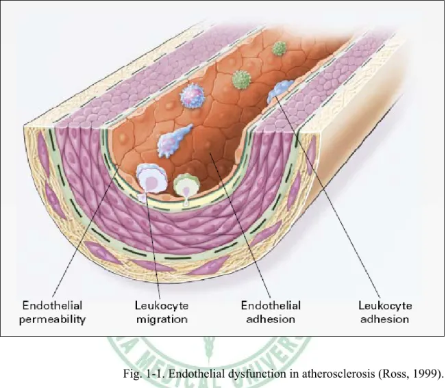 Fig. 1-1. Endothelial dysfunction in atherosclerosis (Ross, 1999). 