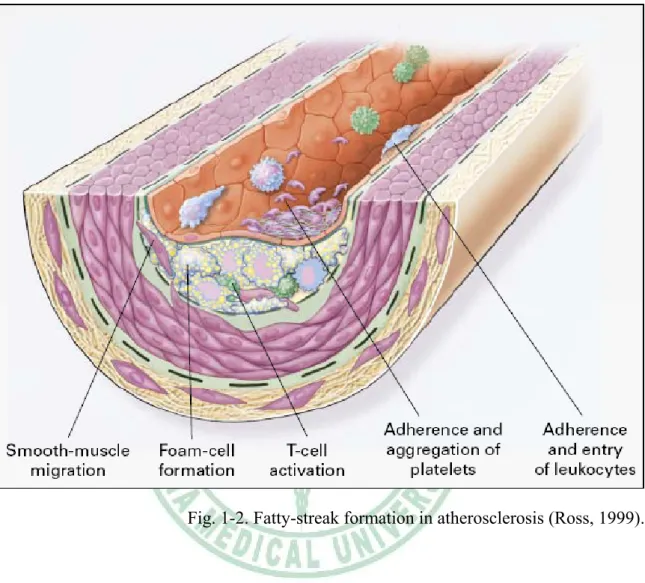 Fig. 1-2. Fatty-streak formation in atherosclerosis (Ross, 1999). 