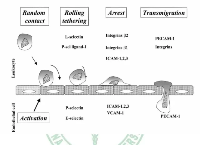 Fig. 1-5. Role of the different adhesion molecule in atherosclerosis. (Blankenberg et al.,  2003) 