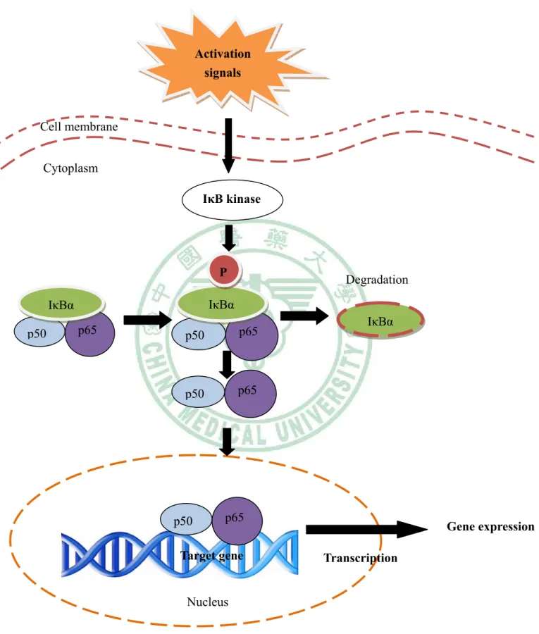 Fig. 1-6. The signal transduction pathway of NF-κB activation (Baeuerle &amp; Henkel,  1996)