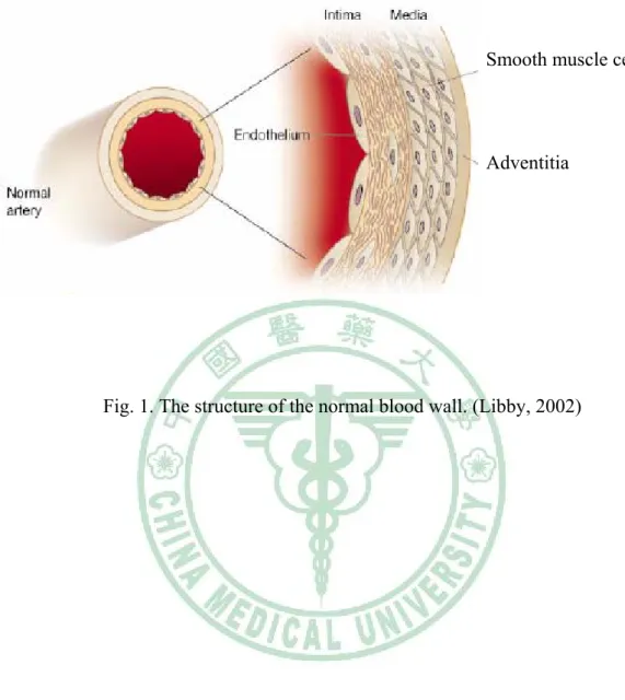 Fig. 1. The structure of the normal blood wall. (Libby, 2002)