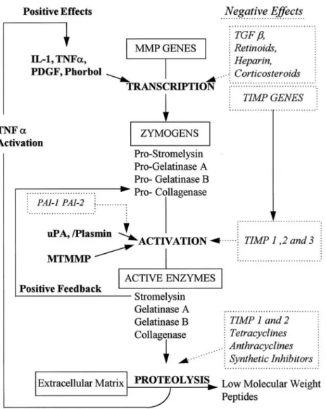 Fig. 3. The regulation of MMPs. (Dollery et al, 1995) 