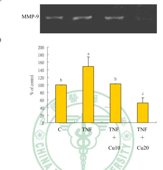 Fig. 2-2. Effect of curcumin on the MMP-9 activity of TNF-α-induced human aortic  smooth muscle cells (HASMCs)