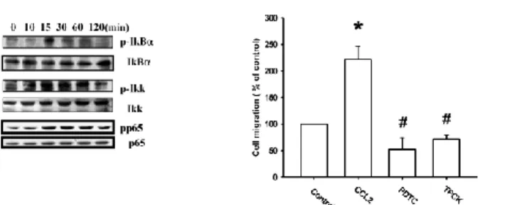 Fig.  4  NF-κB  is  involved  in  CCL2-induced  cell  migration  and  MMP-9  expression