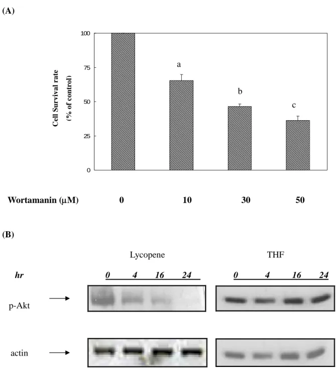 Figure 2. (A) 0255075100 (B) Lycopene THF hr 0 4 16 24 0 4 16 24 p-Akt actin Wortamanin (M) 0 10 30 50CellSurvivalrate(%ofcontrol)abc
