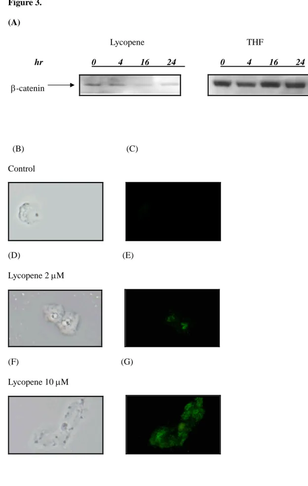 Figure 3. (A) Lycopene THF hr 0 4 16 24 0 4 16 24 (B) (C) Control (D) (E) Lycopene 2 M (F) (G) Lycopene 10 M-catenin