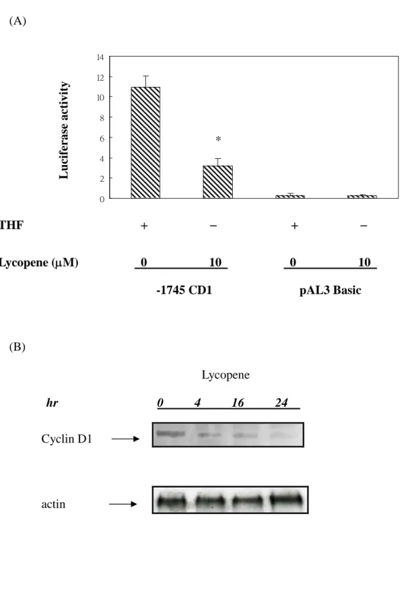 Figure 4. (A) 02468101214 (B) Lycopene hr 0 4 16 24THF  Lycopene (M)010010Luciferaseactivity-1745 CD1pAL3 Basic* Cyclin D1 actin