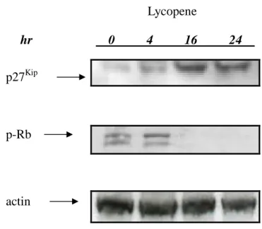 Figure 5. Lycopene hr 0 4 16 24 p-Rbp27 Kip actin