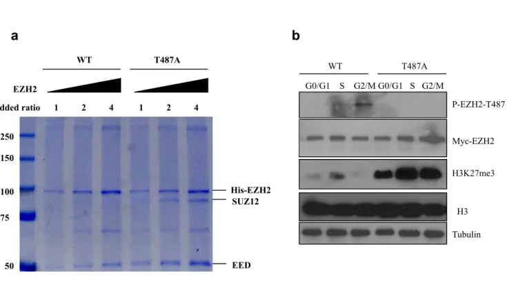 Figure S3 (a) Phosphorylation of EZH2 at Thr 487 disrupts binding of  EZH3 with SUZ12 and EED