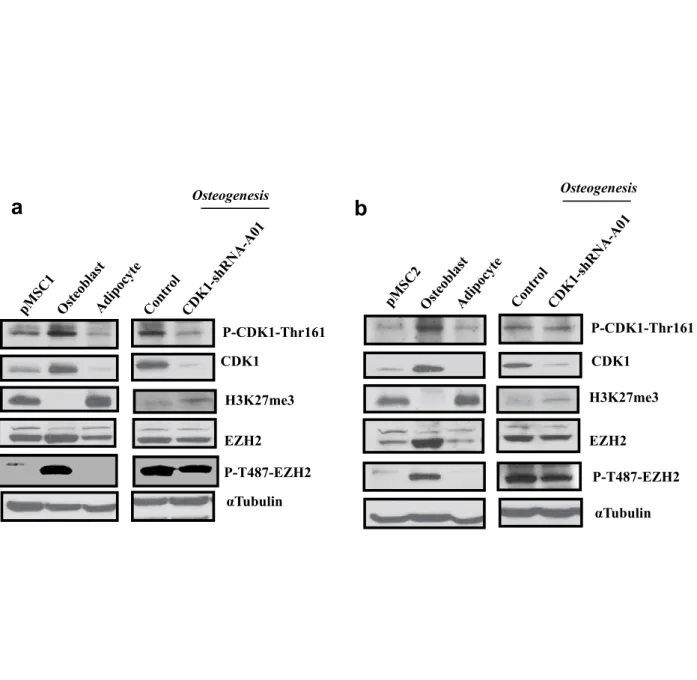 Figure S4 Osteoblast differentiation medium induces activation of CDK1 and phosphorylation of EZH2 in primary hMSC