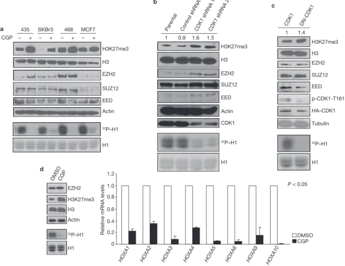Figure 1 CDK1 negatively regulates H3K27 trimethylation. (a) Top: 