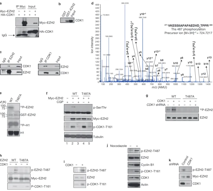 Figure 2 CDK1 interacts with, and phosphorylates, EZH2 at Thr 487. (a)  Lysates from 293T cells, transfected with plasmids encoding Myc–EZH2 and  HA–CDK1 as indicated, were immunoprecipitated (IP) using anti‑Myc and  analysed by immunoblot using anti‑Myc o