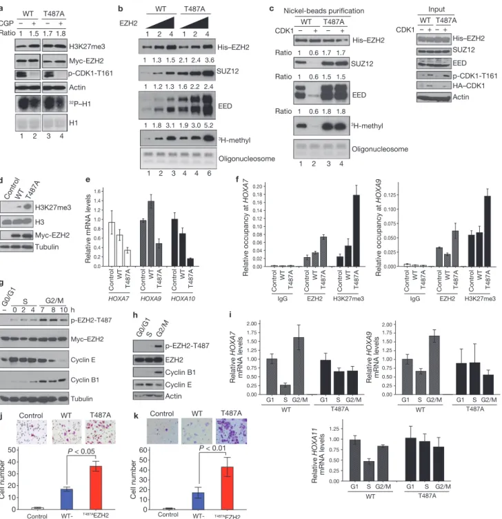 Figure 3 CDK1‑mediated phosphorylation of EZH2 promotes disassociation of  EZH2 from SUZ12 and EED and suppresses EZH2 HMTase activity