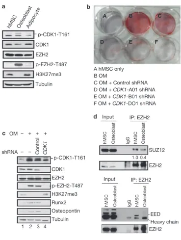 Figure 4 Phosphorylation of EZH2 by CDK1 promotes osteogenic differentiation  of human mesenchymal stem cells