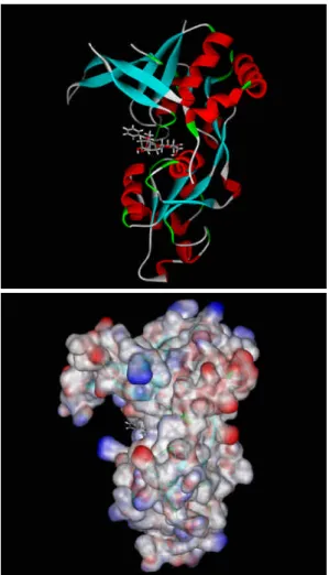 Fig. 6. Molecular modeling of paeoniflorin binds to NMDA receptor. Each simulation was lunched under Discovery Studio Modeling (DS, Accelrys, San Diego, USA)