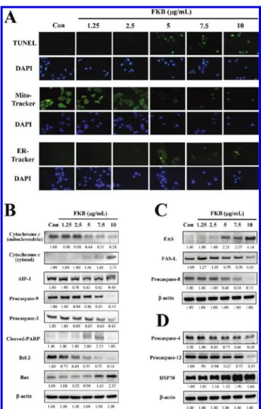 Figure 3. FKB-induced apoptosis in HSC-3 cells. (A) TUNEL assay was performed to determine apoptotic DNA fragmentation