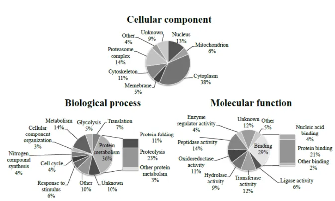 Figure 4. Gene ontology (GO) analysis of differentially of the differentially expressed proteins  (92   proteins)   after   acute   heat   stress