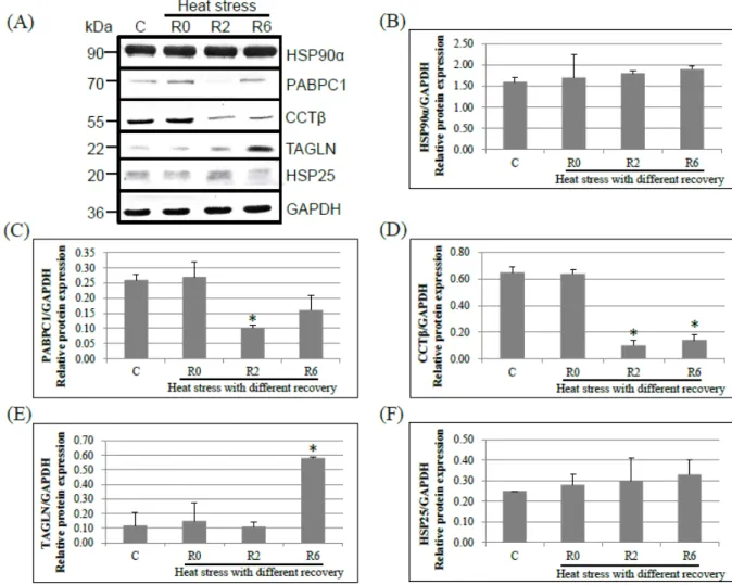 Figure 5. Protein expression levels of HSP90α, PABPC1, CCTβ, and TAGLN in chicken testes after acute heat stress