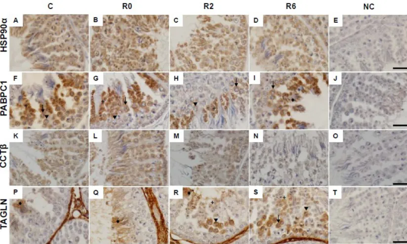 Figure 6. Immunohistochemical analysis of the expression of HSP90α (A-D), PABPC1 (F-I), CCTβ (K-N), and TAGLN (P-S) in chicken testis after acute heat stress