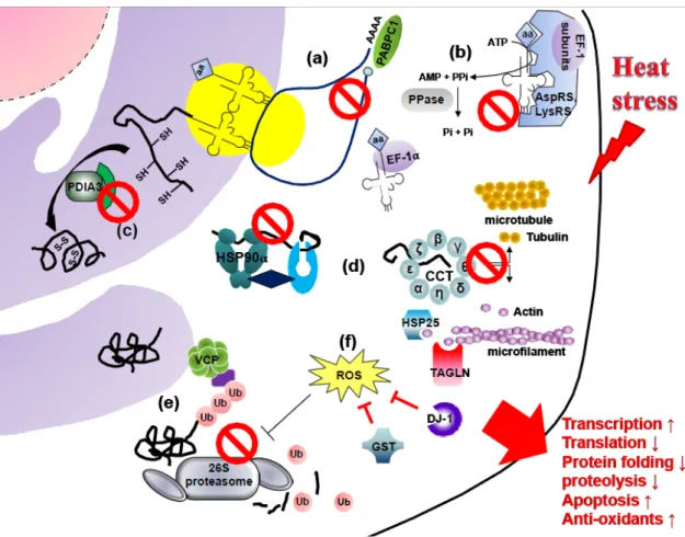 Figure 7. Possible mechanism of acute heat stress response in chicken testes. (a) Heat stress   causes   a   reduction   of   PABPC1   and   results   in  destabilization  of   mRNA translation