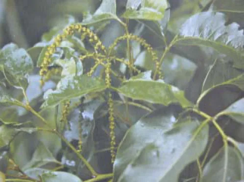 Figure 3-1    臺灣黃杞(Engelhardtia roxburghiana Wallich)植物圖 [5] 