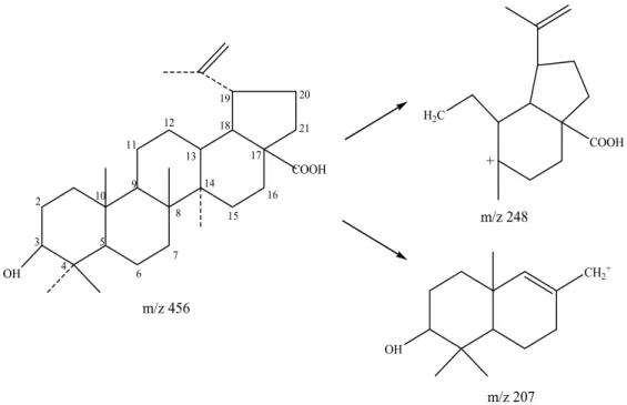 Figure 5-1  betulinic acid 之質譜(MS)斷裂方式 