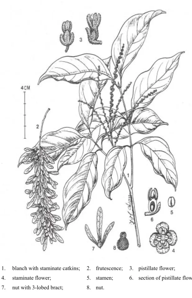 Figure 2-1    臺灣黃杞(Engelhardtia roxburghiana Wallich)植物型態特徵圖 [2]