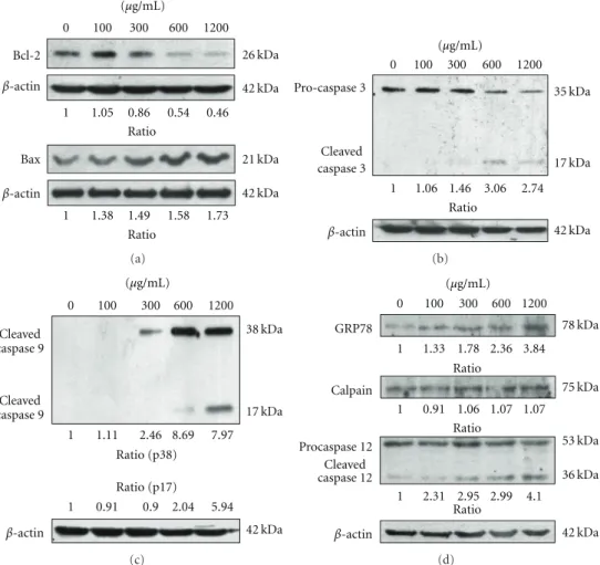 Figure 3: The mYGJ induces HSC-T6 cell apoptosis through a caspase-dependent pathway. (a) HSC-T6 cells were treated with the indicated dose of mYGJ