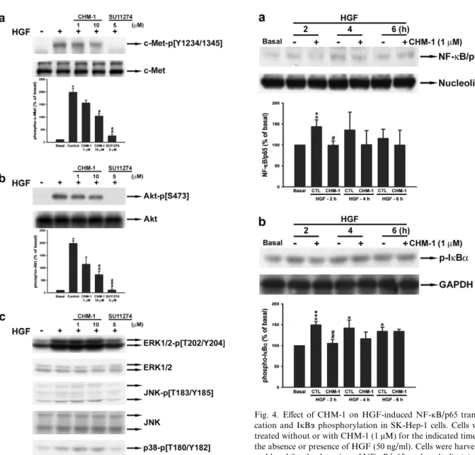 Fig. 4. Eﬀect of CHM-1 on HGF-induced NF-jB/p65 translo- translo-cation and IjBa phosphorylation in SK-Hep-1 cells
