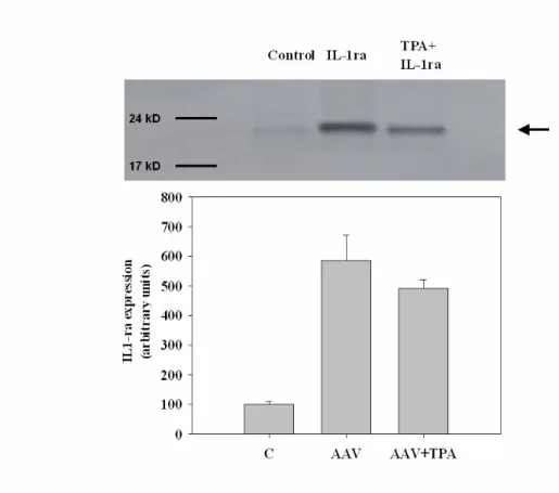 Figure 4-2. Representative western blotting of IL1-Ra expression in rabbit  extraocular muscle
