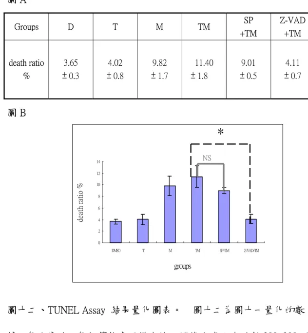 圖 A  Groups D  T  M  TM  SP  +TM  Z-VAD +TM  death ratio  %  3.65  ± 0.3  4.02  ± 0.8    9.82  ± 1.7  11.40  ± 1.8    9.01  ± 0.5  4.11  ± 0.7  圖 B  02468101214 DMSO T M TM SP+TM Z-VAD+TM groupsdeath ratio % * NS 圖十二、TUNEL Assay  結果量化圖表。    圖十二為圖十一量化的數 據，每