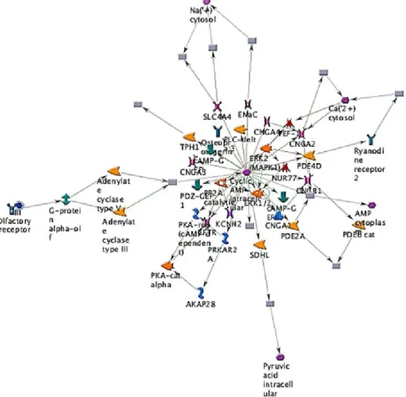 Figure 5. The representative possible canonical pathways from RAW 264.7 cells after exposure  to citosol