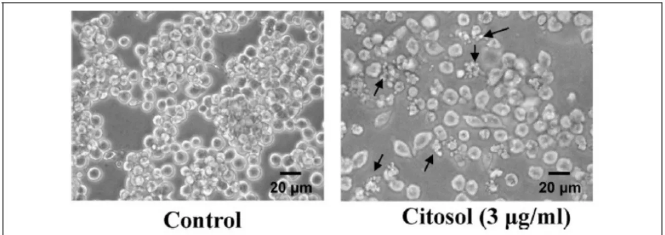 Figure 1. Citosol affected the cell morphology of RAW 264.7 cells. Cells cultured for 48 h with  or without 3 mg/ml of citosol were examined for cell morphological changes and were 
