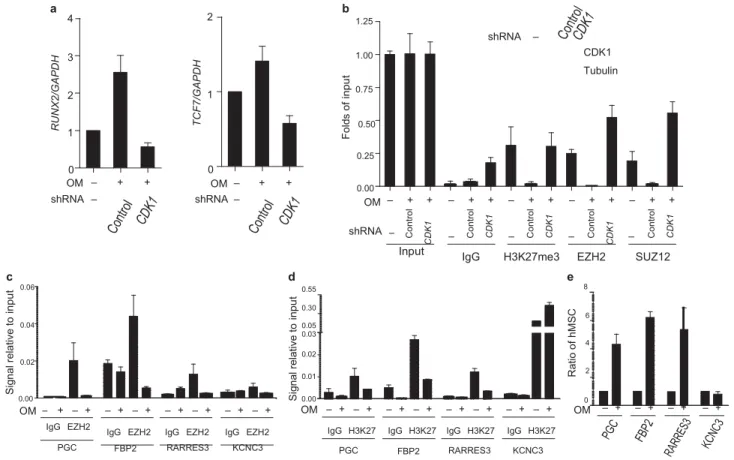 Figure 5 CDK1  regulates EZH2-target gene expression in human  mesenchymal stem cells