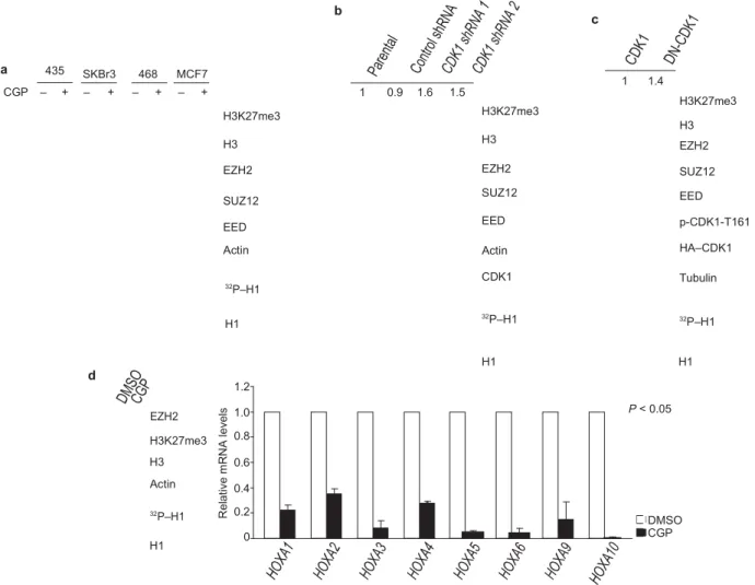 Figure 1 CDK1  negatively regulates H3K27 trimethylation. (a) Top: