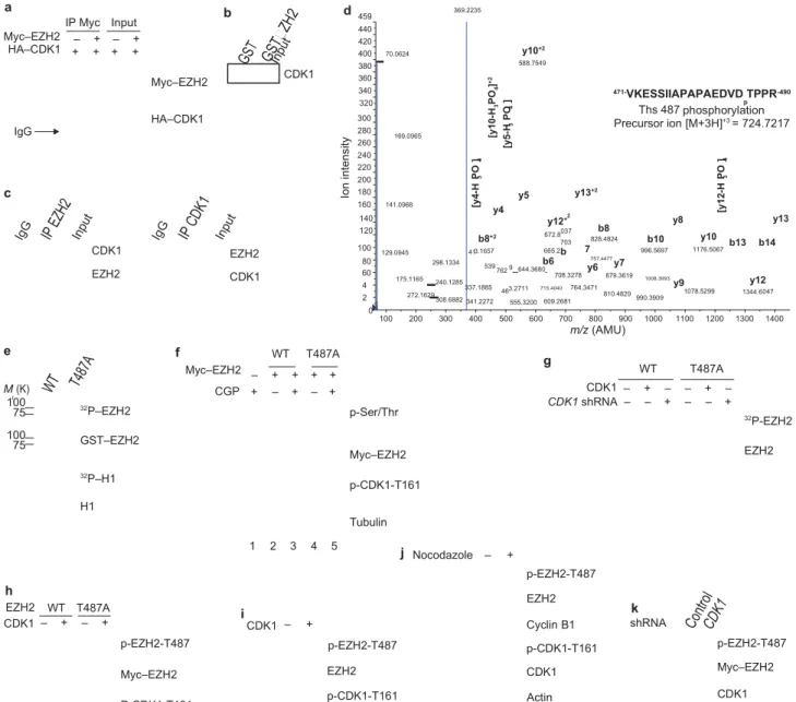 Figure 2 CDK1  interacts with, and phosphorylates, EZH2 at Thr 487. (a)  Lysates from 293T  cells, transfected with plasmids encoding Myc–EZH2  and HA–CDK1  as indicated, were immunoprecipitated (IP) using anti-Myc  and analysed  by immunoblot using anti-M