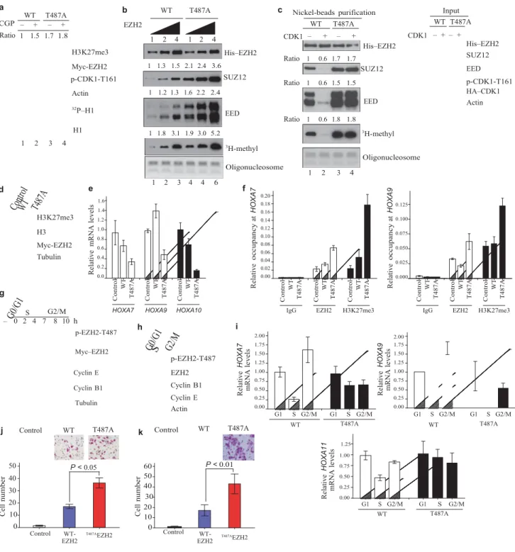 Figure 3 CDK1-mediated  phosphorylation of EZH2 promotes disassociation  of EZH2 from SUZ12 and EED and suppresses EZH2 HMTase activity