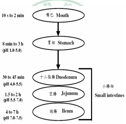Figure 2-5  人類胃腸道在不同部位之停留時間與 pH 值  (修改 Dean et al.,  2007) 