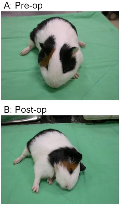 Figure 2.5 Alterations of gait control before and after disruption of labyrinthine artery