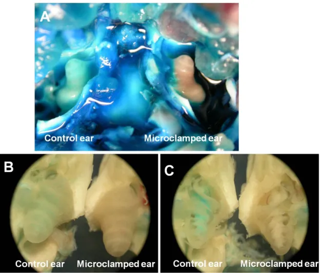 Figure 2.9 Verification of the occlusion effect by the microclamps. After trypan blue  perfusion, blue stain over the cochlear bony wall was noted in the control ear, but not in  the microclamped ear (A, B)