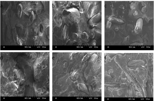 Figure 10 shows SEM images of the fractured WPC with a 1, 2, or 3 wt% of MA-g-PP   content
