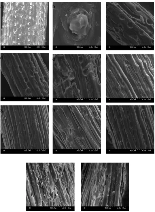 Figure 2. SEM images of coir a) untreated (×500), b) untreated (×5000), c) treated with 10% alkali for 0.5hr; d) 10%, 1hr; e) 10%, 1.5 hr; f) 17.5%, 0.5hr; g) 17.5%, 1hr;