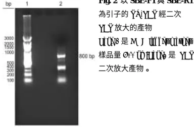 Fig. 1  綠豆的 Total RNA  Lane 1 是 DNA ladder marker; 